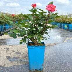 Duftende Edelrose 'Augusta Luise®', Rose - Aprikot, Topf 6 Liter