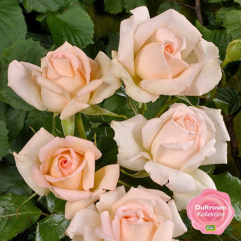 Duftende Edelrose 'Chandos Beauty'®, Cremeaprikot, Topf 6 Liter – Bild 2