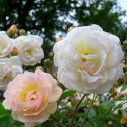 Ramblerrose 'Ghislaine De Féligonde', Zartlachsgelb, Topf 6 Liter