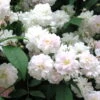 Ramblerrose 'Paul's Himalayan Musk', Rosa-weiß, Topf 6 Liter