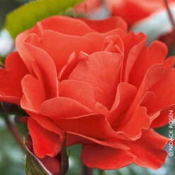 Beetrose 'Westpoint'® Orange, Topf 6 Liter, 4er Set