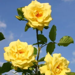 Kletterrose 'Golden Gate®', Goldgelb, Topf 6 Liter