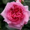 Kletterrose 'Kölle's Rosenpoesie®', Rosa-changierend, Topf 6 Liter