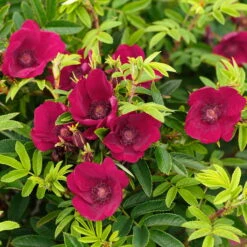 Kleinstrauchrose 'Strandperle® Norderney', Purpur, Topf 6 Liter