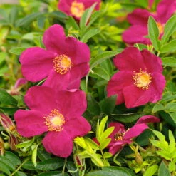 Kleinstrauchrose 'Strandperle® Amrum', Pink, Topf 6 Liter