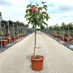 Stammrose 'Gertrude Jekyll' (Ausbord), Englische Rose, Stamm 60cm 7,5 Lt. Topf