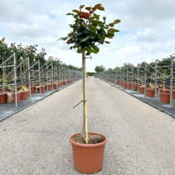 Stammrose 'Kompass'®, Beetrose, Rot, Stammhöhe 60 Cm Im 7,5 Liter Topf