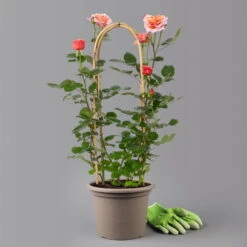 Duftende Edelrose "Käthchen Von Heilbronn"®, Doppelbogen, Topf 7,5 Liter