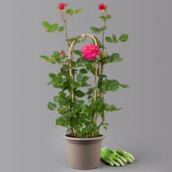 Duftende Edelrose 'Kölle's Rosensymphonie'®, Pink, Doppelbogen, Topf 7,5 Liter