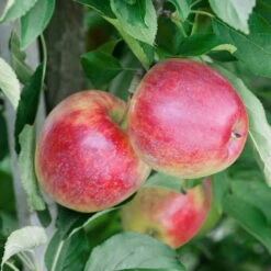 Kölle Bio Apfel 'Retina'Ⓢ, Unterlage M 26, Höhe 125/150, Topf 10 Liter