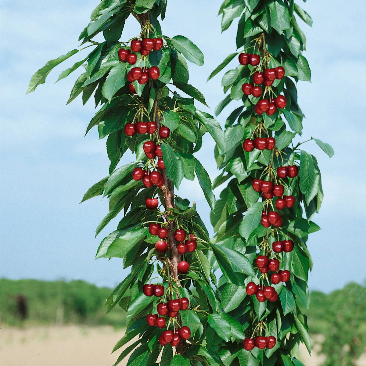 Kölle Bio Säulenkirsche 'Sylvia', Unterlage Prunus Colt, Topf 10 Liter