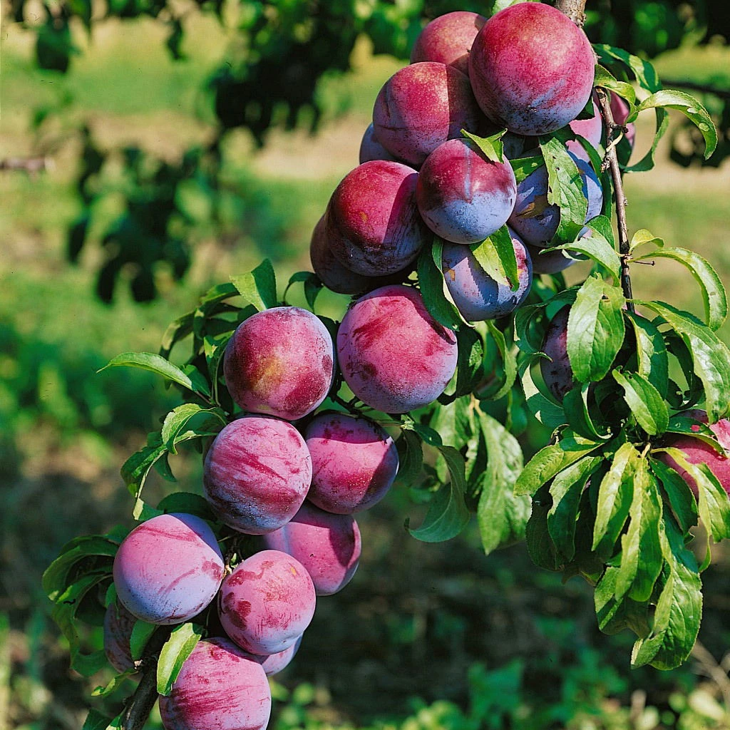 Kölle Bio Säulenmirabelle 'Ruby'®, Topf 10 Liter