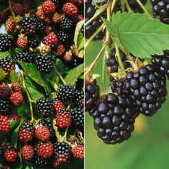 Brombeeren 'Navaho'® Arapaho(s) & 'Black Satin', 4er-Set, Topf Je 2 Liter