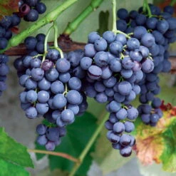 Kernlose Tafeltraube 'Venus®'