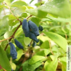 Sibirische Blaubeere, Lonicera Kamtschatika 'Eisbär®', Im Topf 5 Liter