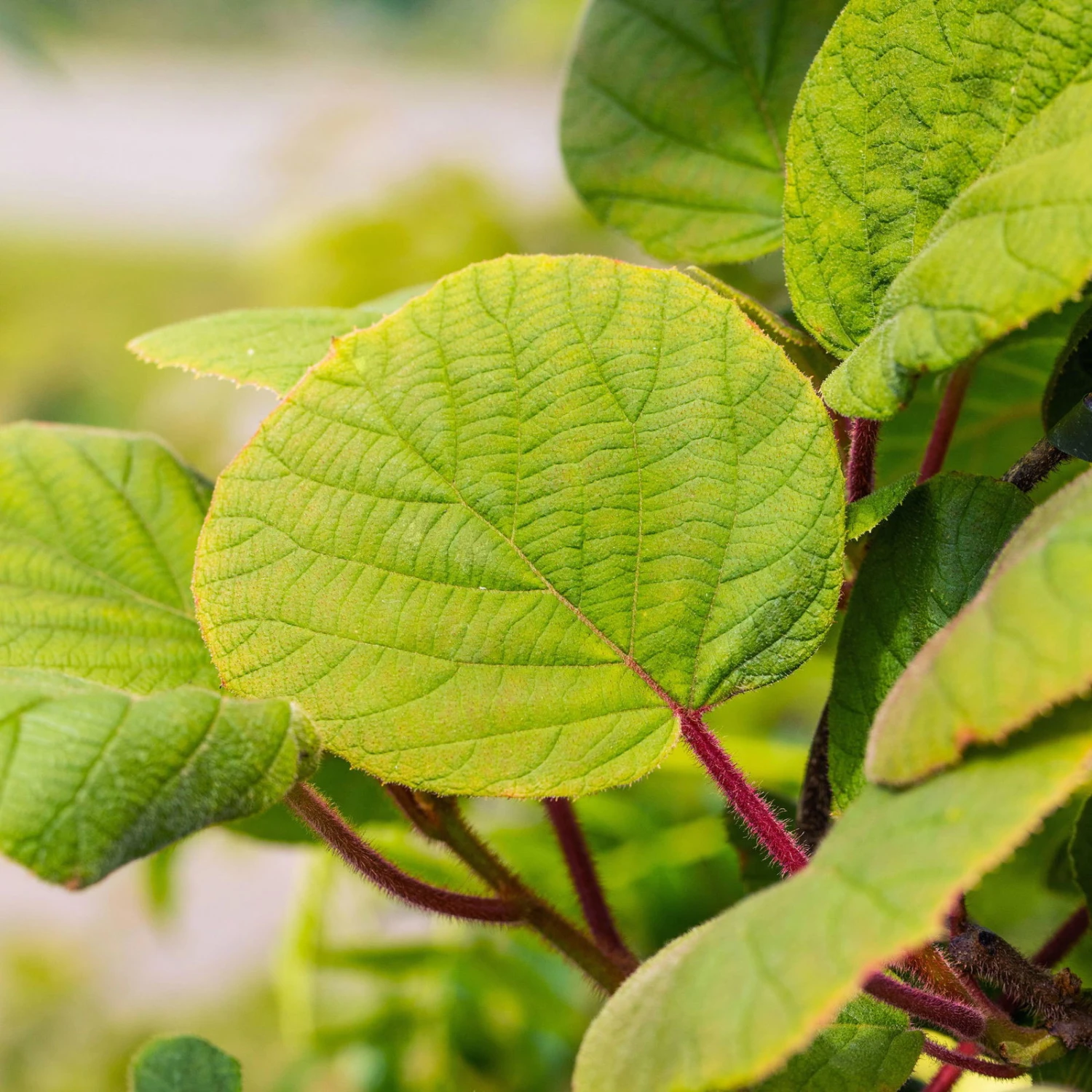 Grünfruchtige Kiwi 'Hayward', 2er-Set, Topf 15 Cm Ø – Bild 5