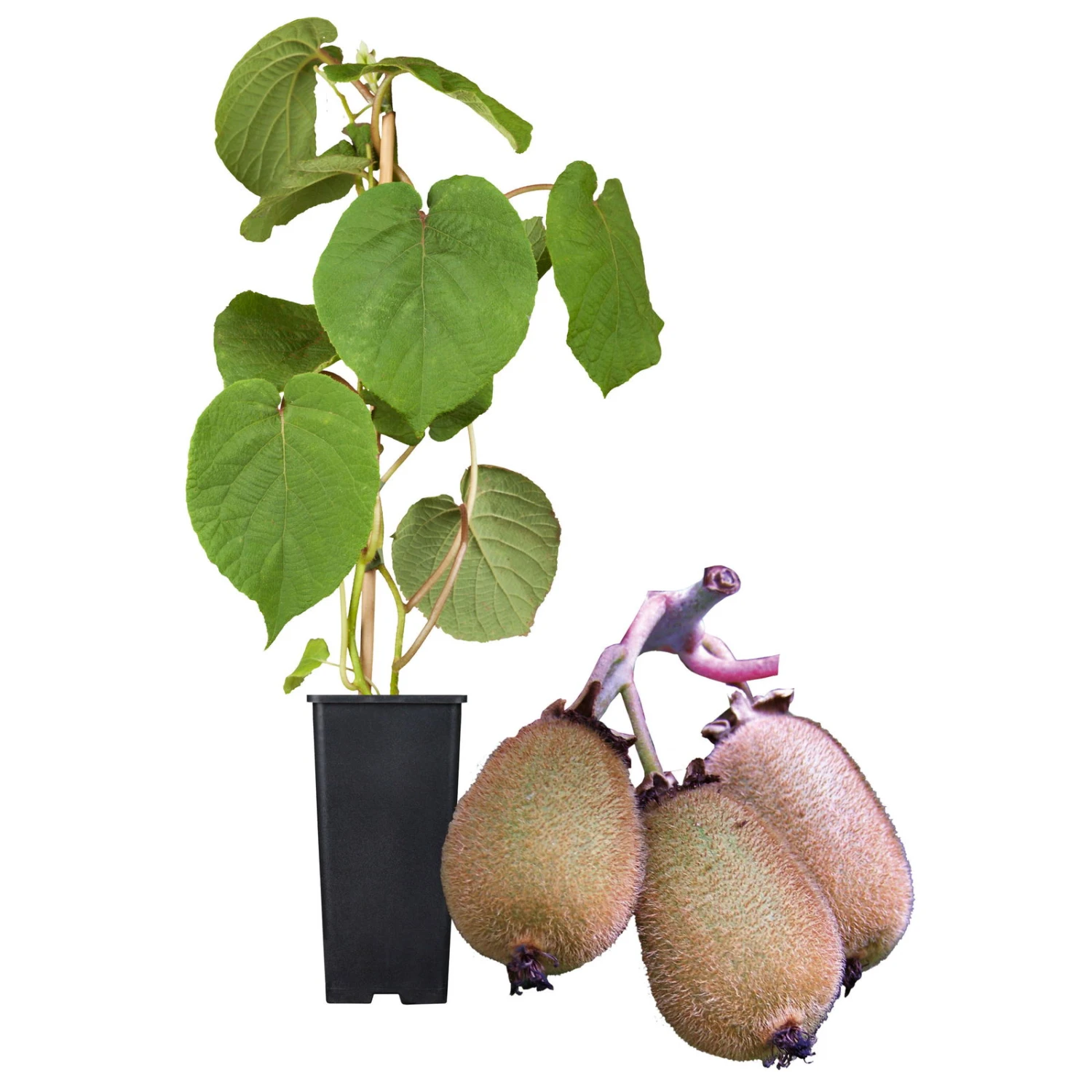 Grünfruchtige Kiwi 'Hayward', 2er-Set, Topf 15 Cm Ø – Bild 3