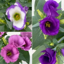 Lisianthus, Farben Zufällig, Topf-Ø 10,5 Cm, 8er-Set