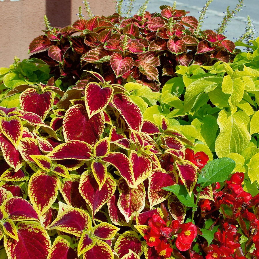 Buntnessel, Mischung Zufällig, Topf-Ø 12 Cm, 6er-Set