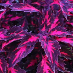 Buntnessel 'Royalty' Rot-pink, Topf-Ø 12 Cm, 6er-Set