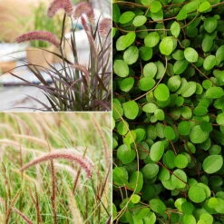 Lampenputzergras 'Sky Rocket' Mit Mühlenbeckia, Topf-Ø 23 Cm