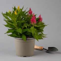 Celosia 'Kelos Fire Karneval' Orange-gelb-rot, Topf-Ø 20 Cm