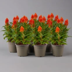 Celosia 'Kelos Fire Orange' Orange, Topf-Ø 12 Cm, 6er-Set