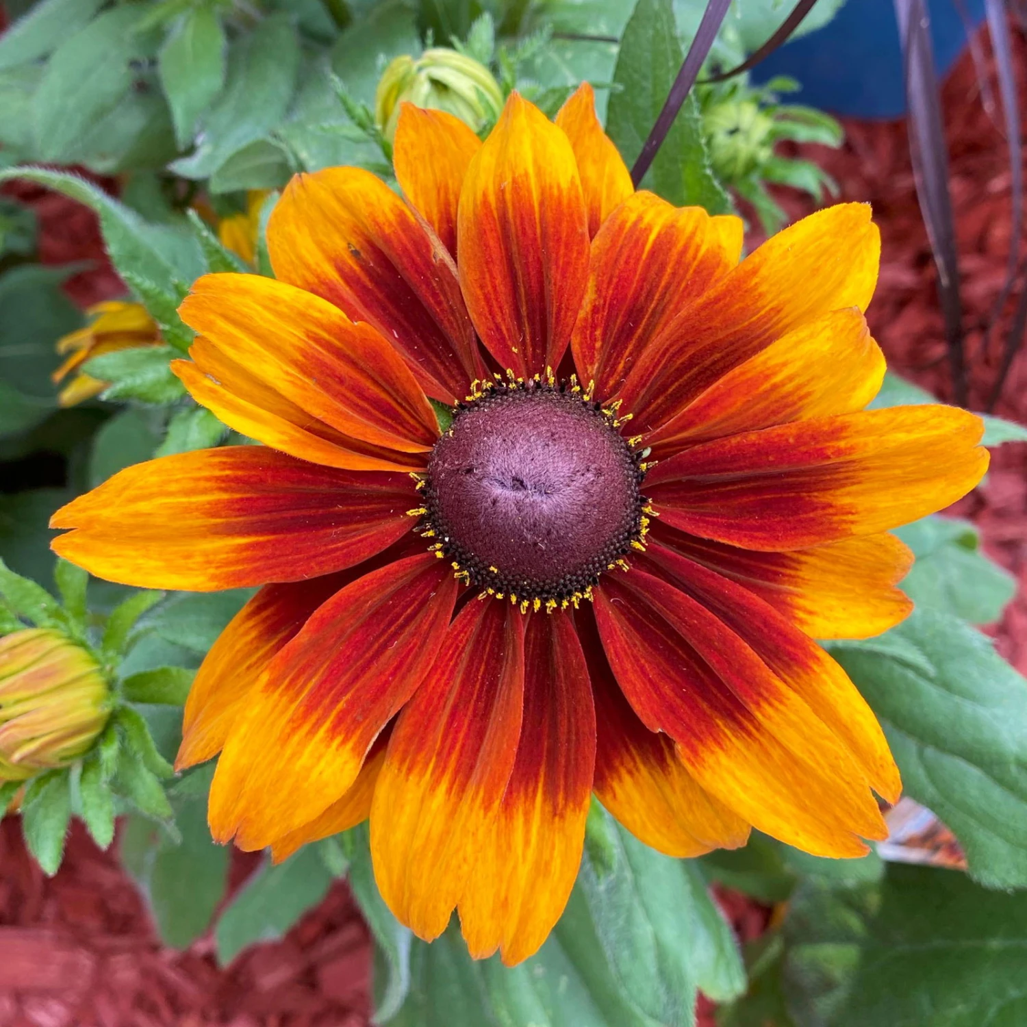 Sonnenhut, Sorte Nach Verfügbarkeit, Topf-Ø 21 Cm – Bild 4