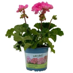 Geranie 'Moonlight® Amelie' Pink, Stehend, Topf-Ø 13 Cm, 6er-Set