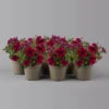 Petunie 'Sweetunia® Suzie Storm' Pink-rot, Hängend, Topf -Ø 13 Cm, 6er-Set