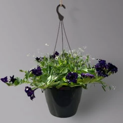 Petunie 'Mystery Sky' & Schneewolke Dunkelblau-weiß, Ampeltopf-Ø 25/27 Cm