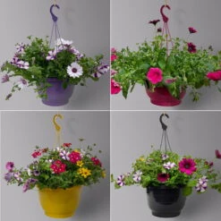 Gemischte Sommerblumen-Ampel, Farbe/n Nach Verfügbarkeit, Ampeltopf-Ø 25/27 Cm