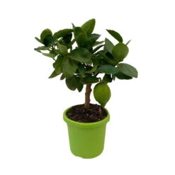 Limette 'Verde', Mini-Stamm, Topf-Ø 15 Cm