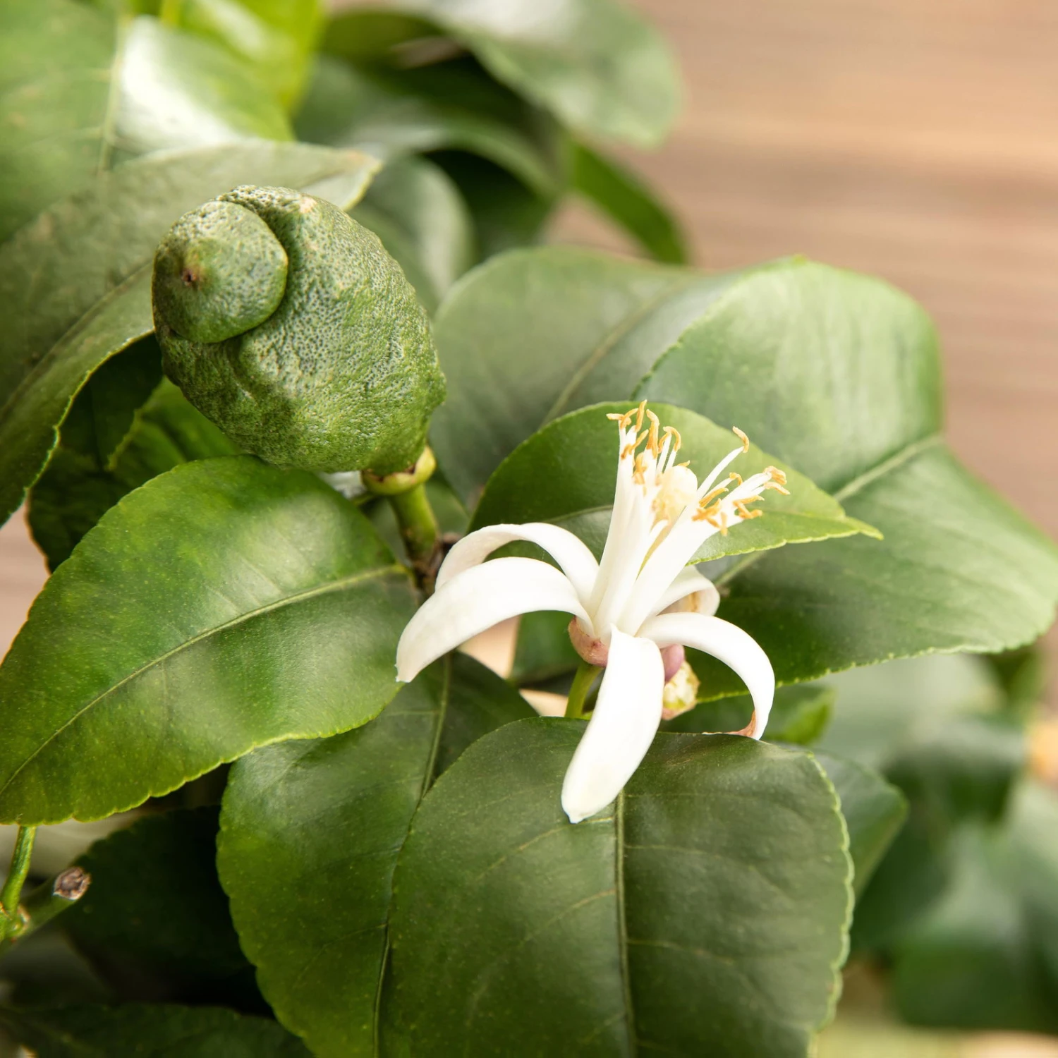 Zitronenbaum, Stamm, Topf-Ø 20 Cm, Höhe 70-80 Cm – Bild 3