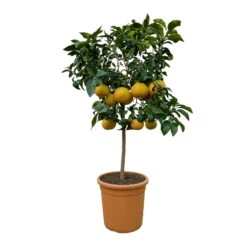 Grapefruitbaum, Stamm, Topf-Ø Ca. 33 Cm, Höhe Ca. 150 Cm