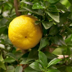 Citrus Myrtifolia, Stamm, Topf-Ø 22 Cm, Höhe Ca. 70 Cm