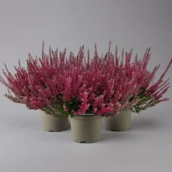 Knospenheide, Rot, Topf-Ø 17 Cm, 3er-Set