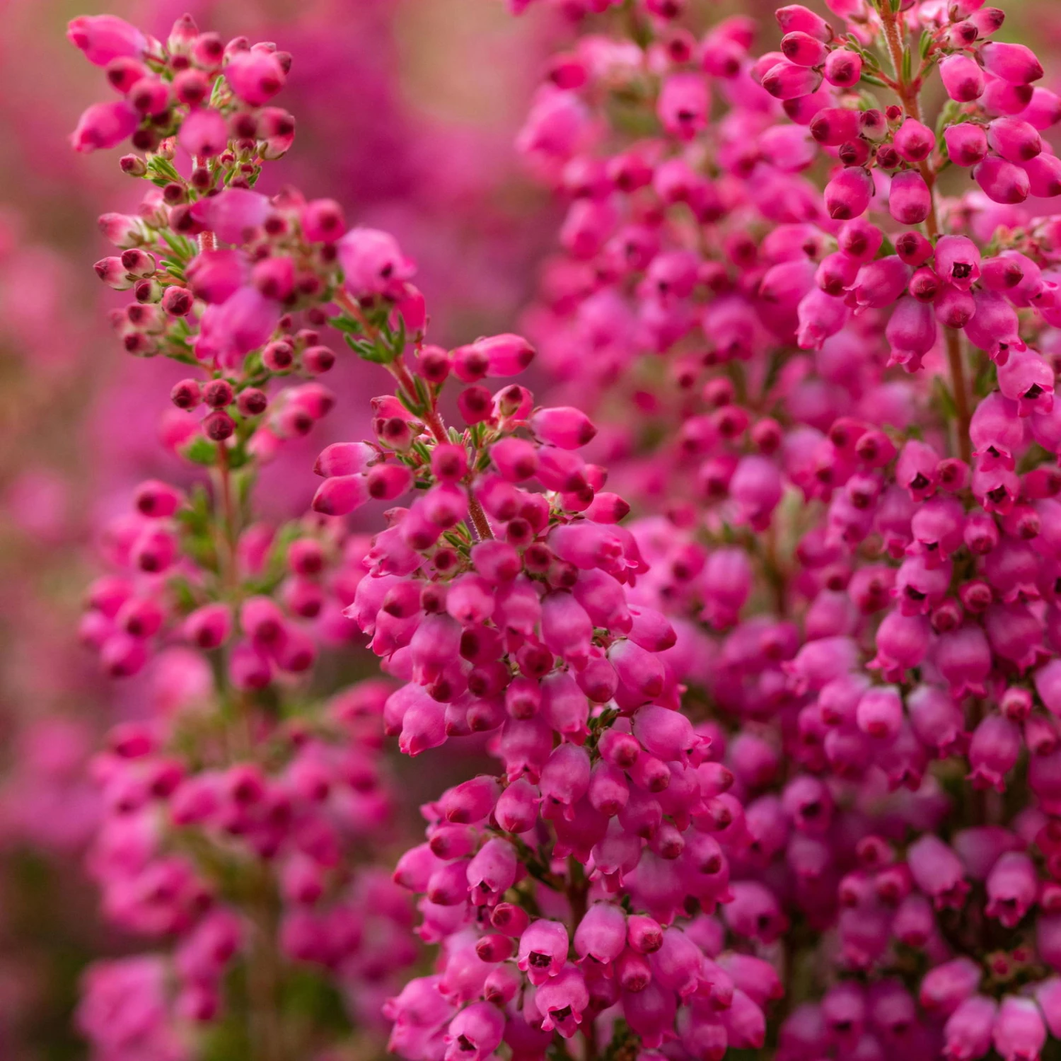 Glockenheide 'Beauty Queens®' Rosa-rot, Farbe Variiert, Topf-Ø 12 Cm, 6er-Set – Bild 2