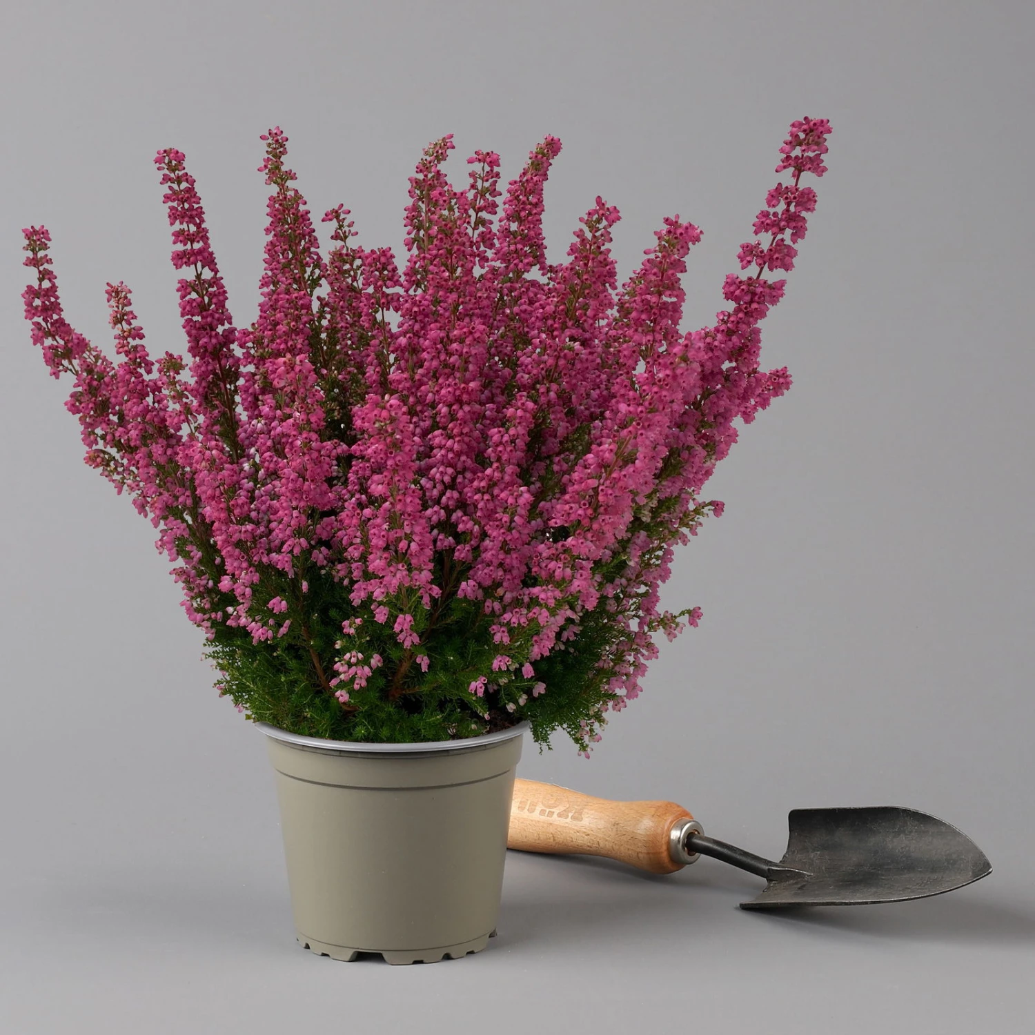 Glockenheide 'Beauty Queens®' Rosa-rot, Farbe Variiert, Topf-Ø 12 Cm, 6er-Set – Bild 3