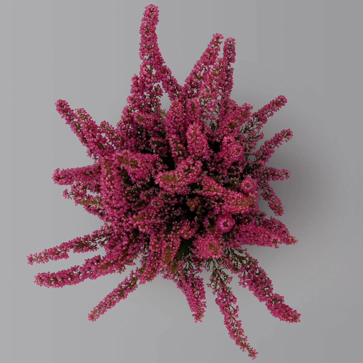 Glockenheide 'Beauty Queens®' Rosa-rot, Farbe Variiert, Topf-Ø 12 Cm, 6er-Set – Bild 4