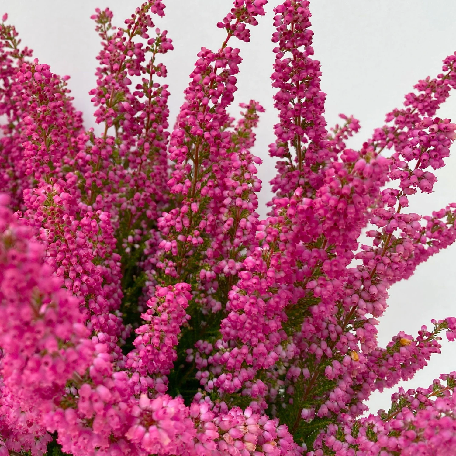 Glockenheide 'Beauty Queens®' Rosa-rot, Farbe Variiert, Topf-Ø 12 Cm, 6er-Set – Bild 6