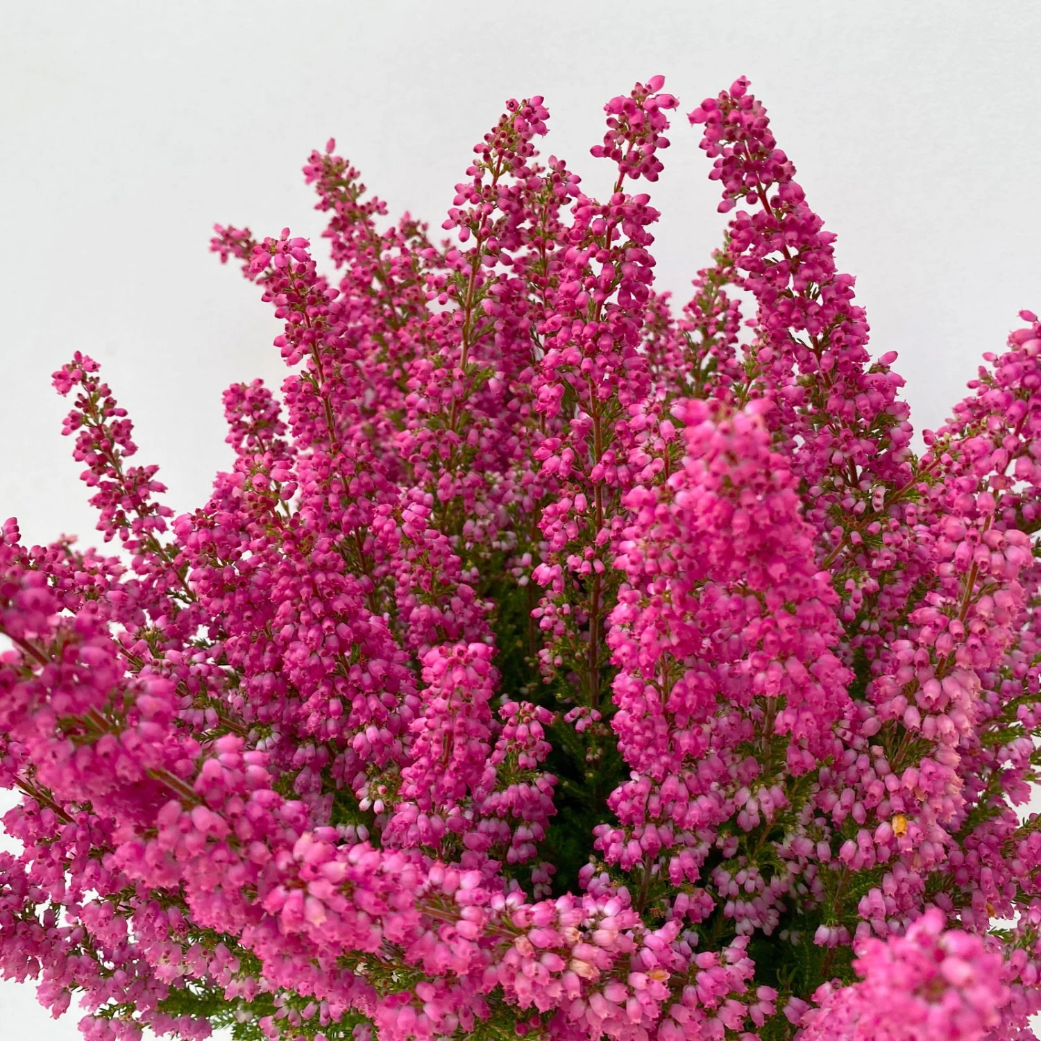 Glockenheide 'Beauty Queens®' Rosa-rot, Farbe Variiert, Topf-Ø 12 Cm, 6er-Set – Bild 5