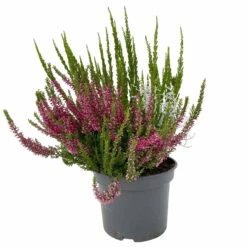 Heide-Mixtopf Mit Knospenheide Und Silberdraht, Topf 17 Cm Ø, 2er-Set