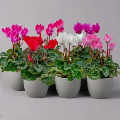 Alpenveilchen, Farben Zufällig, Mini, Topf-Ø 6 Cm, 12er-Set