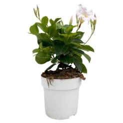 Dipladenie Weiß, Busch, Topf-Ø 13/14 Cm, 3er-Set