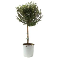 Myrte Weiß, Stamm, Topf-Ø 19 Cm