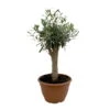 Olivenbaum 'Bonsai', Topf-Ø 25 Cm, Höhe Ca. 55 Cm
