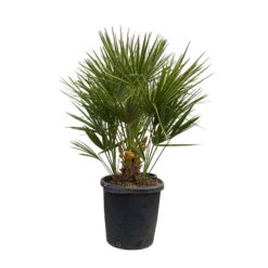 Chamaerops Humilis, Topf-Ø 35 Cm, Höhe Ca. 100-120 Cm