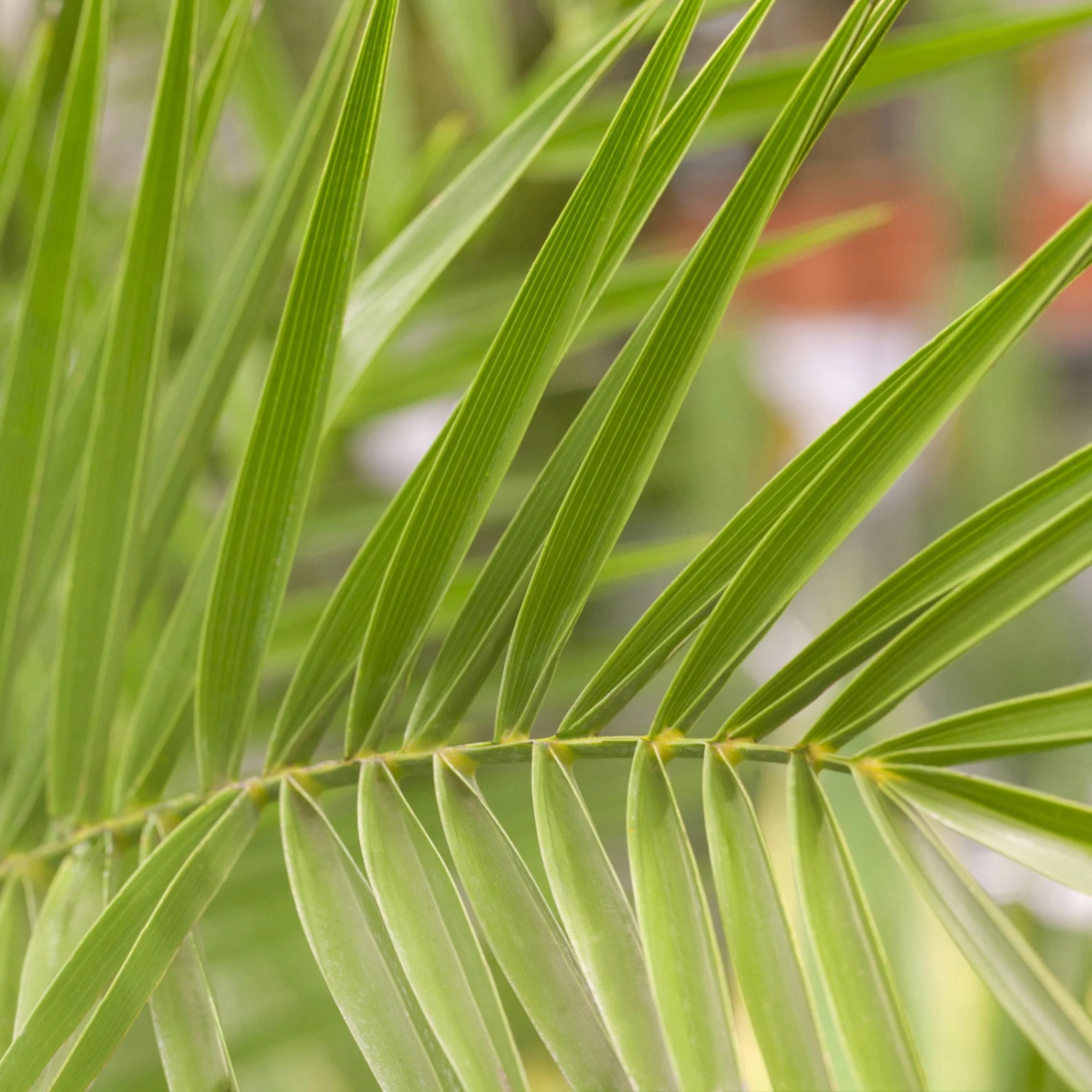 Dattelpalme, Topf-Ø 18 Cm, Höhe Ca. 80 Cm – Bild 4