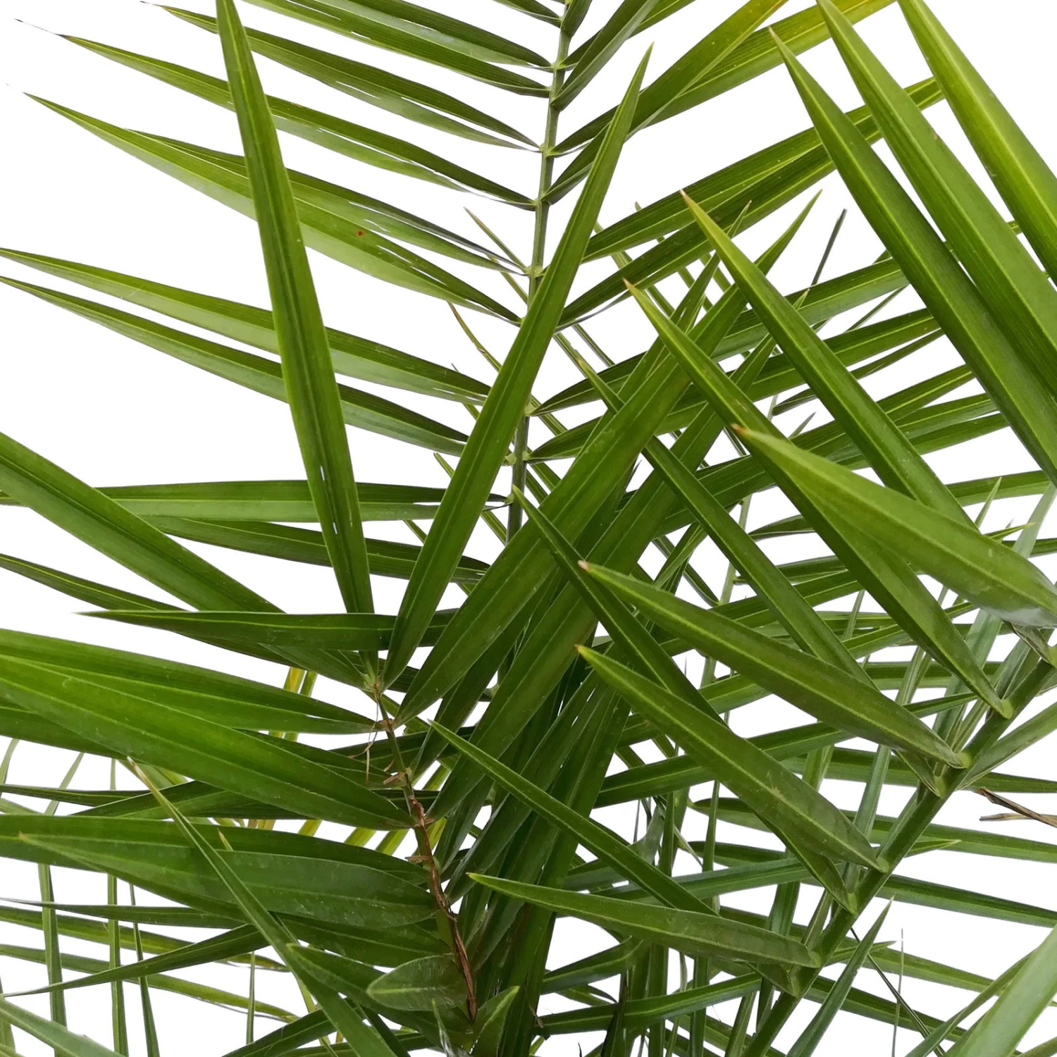 Dattelpalme, Topf-Ø 25 Cm, Höhe Ca. 120 Cm – Bild 2